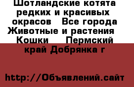 Шотландские котята редких и красивых  окрасов - Все города Животные и растения » Кошки   . Пермский край,Добрянка г.